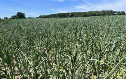Zdjęcie do Uwaga Rolnicy, informacja o sposobie szacowania strat spowodowanych suszą w 2023 r.