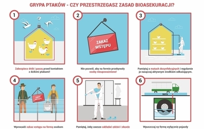 Zdjęcie do Wysoce zjadliwa grypa ptak&oacute;w (HPAI) zn&oacute;w pojawiła się na terenie wojew&oacute;dztwa mazowieckiego.
