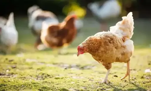 Na podstawie Rozporządzenia Wojewody Mazowieckiego z dnia 17 listopada 2025 roku w sprawie zwalczanie wysoce zjadliwej grypy ptaków  (HPAI) informuję, że na terenie m.in. powiatu węgrowskiego :  1. nakazuje się utrzymywanie drobiu w zamknięciu;  2. zakazu